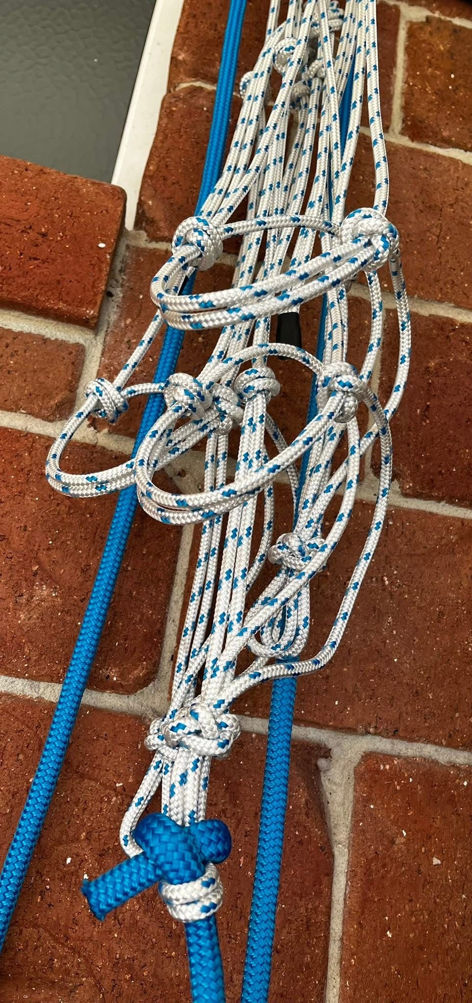 6mm Halter and lead