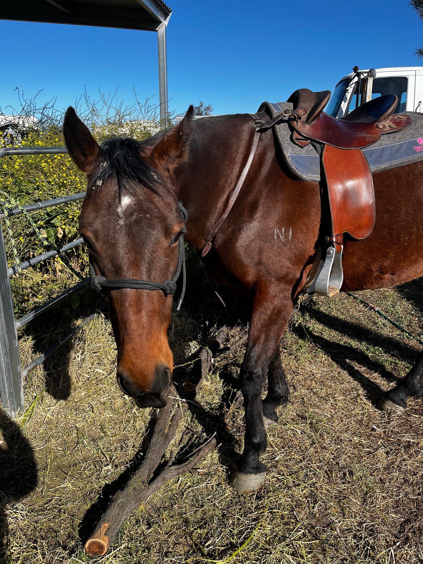 6mm Halter and lead