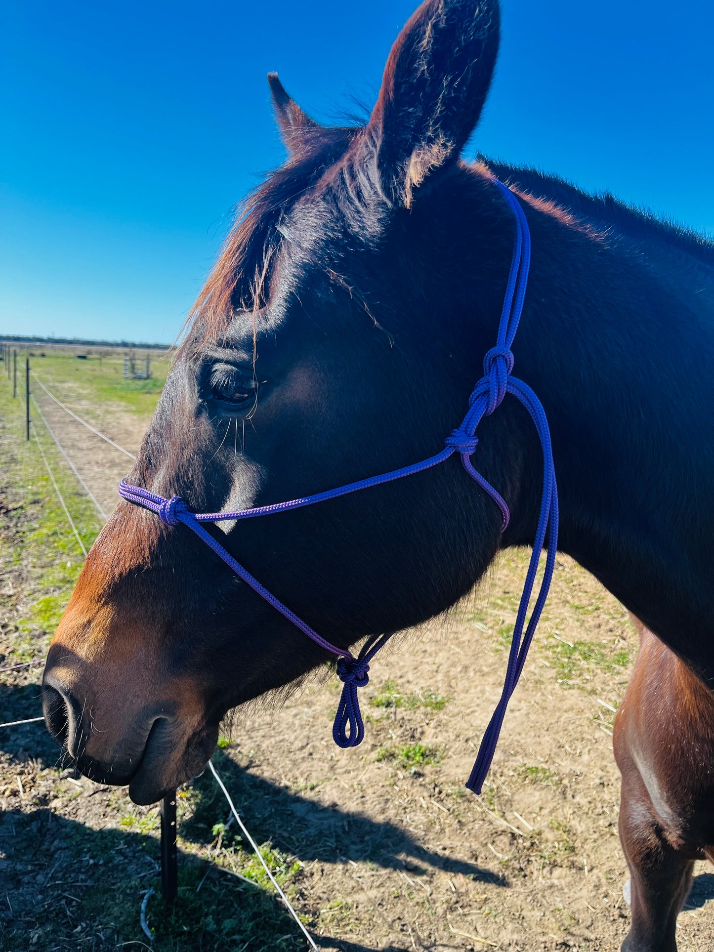6mm Halter and lead